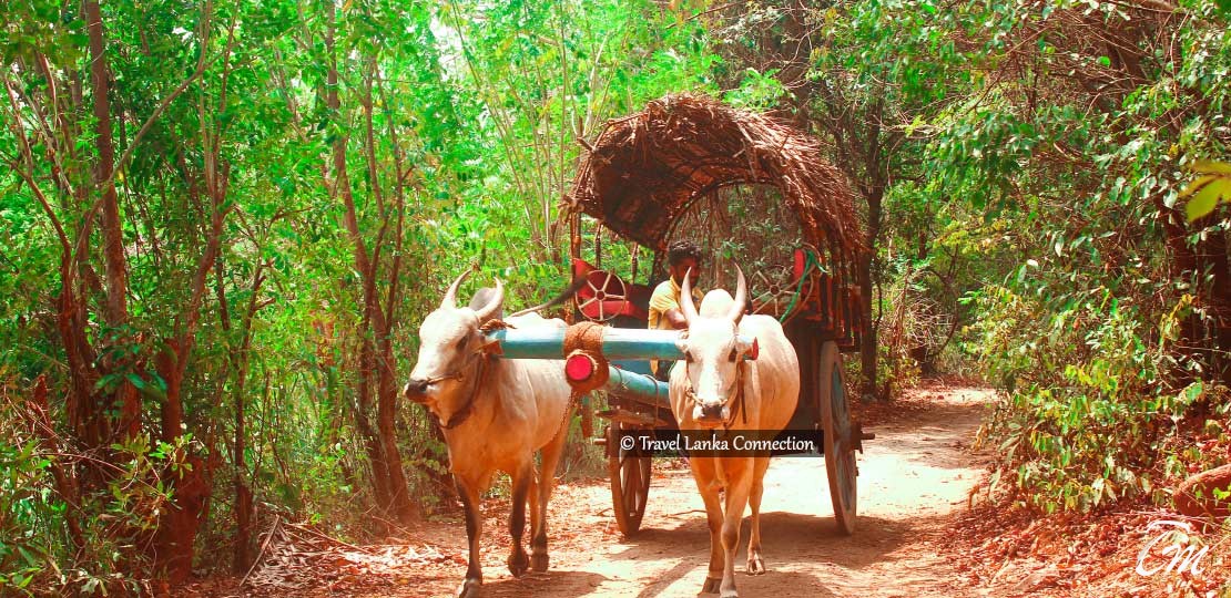 Top 10 Things to do around Habarana Sri Lanka