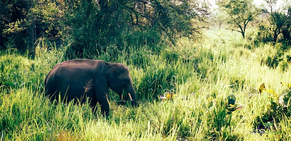 Top 6 Places To See Wild Elephants In Sri Lanka