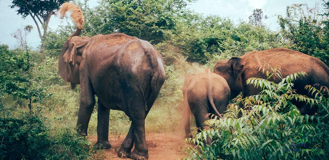 Top 6 Places To See Wild Elephants In Sri Lanka