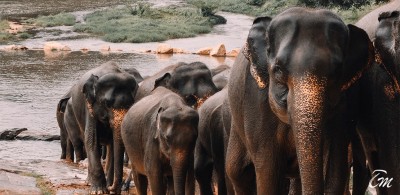 Top 5 Places To See Wild Elephants In Sri Lanka