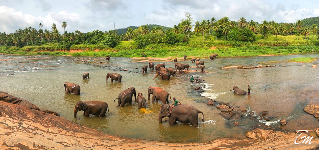 Pinnawala Elephant Orphanage 
