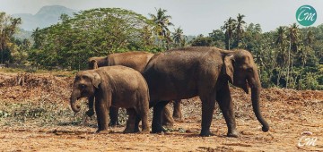 Pinnawala Elephant Orphanage 2