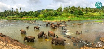 Pinnawala Elephant Orphanage 